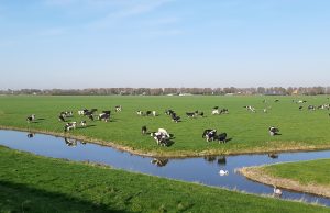 De Zuiderdijk bij Wijdenes
